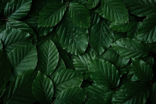 Tree leaves dark pattern background