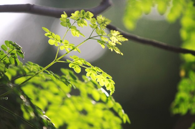 Tree leaves on a green background