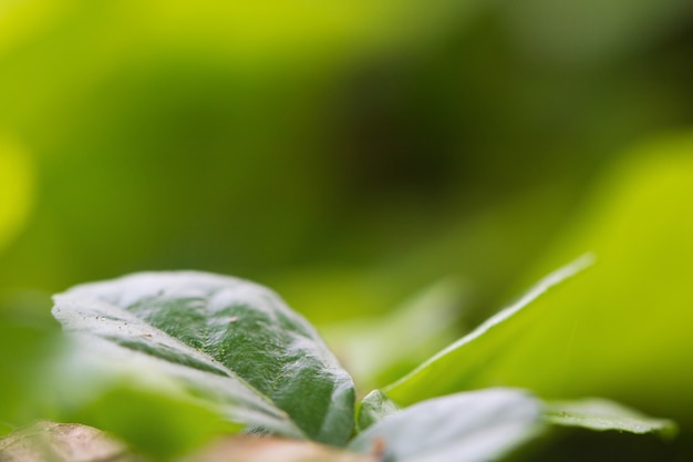 Tree Leaves for nature background and save green  