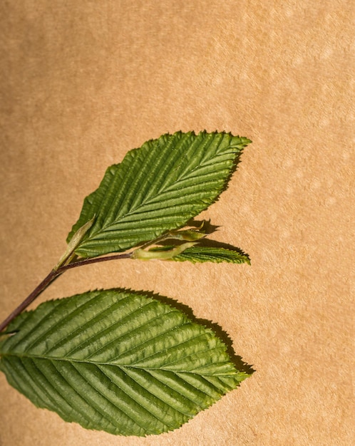 Tree leaves over a notebook page