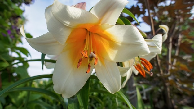 Tree Lily or Lilium Lavon yellow white flower in the garden design
