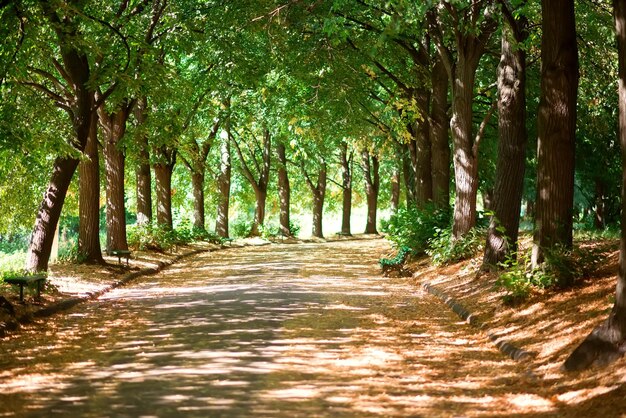 A tree lined road with a path that has the word park on it.