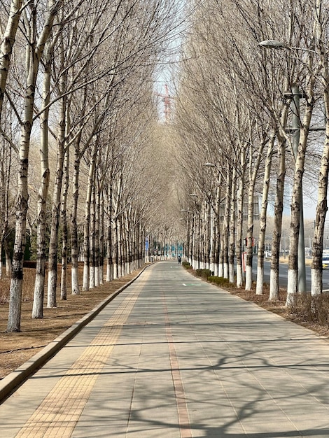 Photo a tree lined street with a sign that says'birch trees '