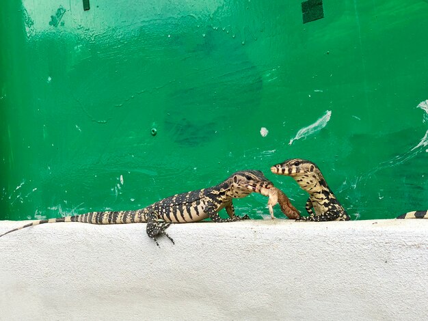 Albero piccolo monitor dell'acqua o varanus salvator sul cemento crema e sul vecchio sfondo verde, uno di loro che mangia ala di pollo cruda.