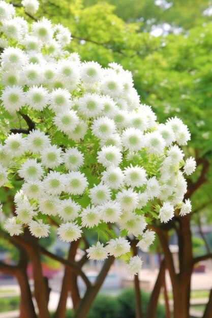 A tree at a local botanical garden of green white flowering chrysanthemums in the