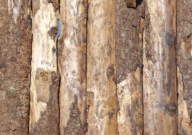 Tree logs texture