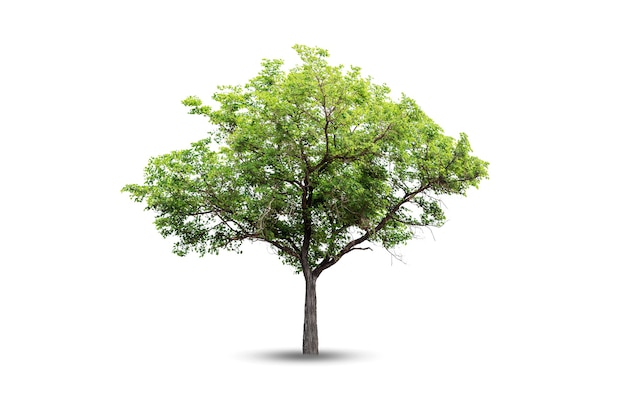 The tree looks beautiful, isolated on a white background.