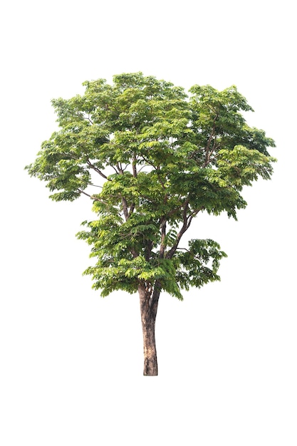 The tree looks beautiful, isolated on a white background.