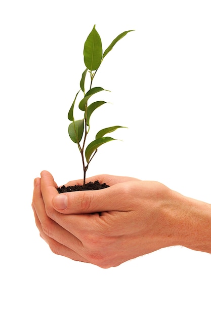 Tree in a male hands isolated on white