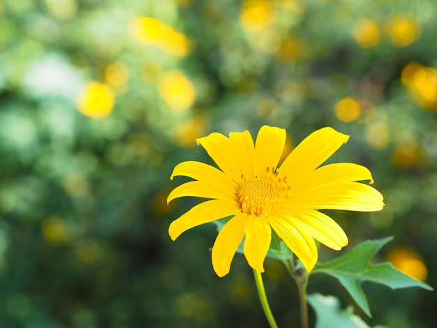 Tree marigold, Mexican sunflower, Nitobe chrysanthemum (Tithonia diversifolia)