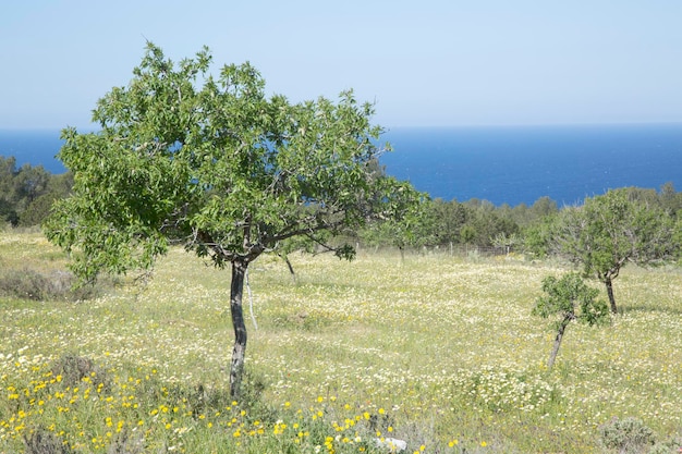 Foto albero nel prato vicino a hort cove ibiza spagna