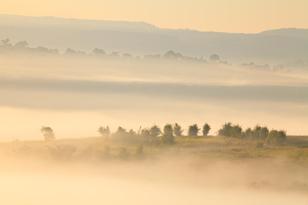 Tree on meadow at sunrise and mist Landscape beautiful sunrise