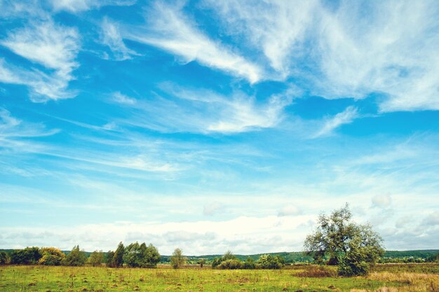 Tree in a meadow