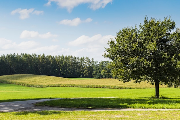 Tree in the middle of green meadow next to a forest