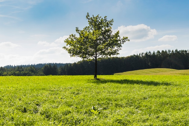 Tree in the middle of green meadow next to a forest