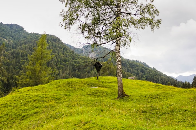 Tree in the middle of green meadow next to a forest