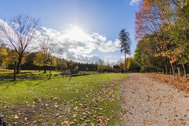 Tree in the middle of green meadow with blue sky 