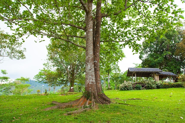 Tree in the middle of the lawn.