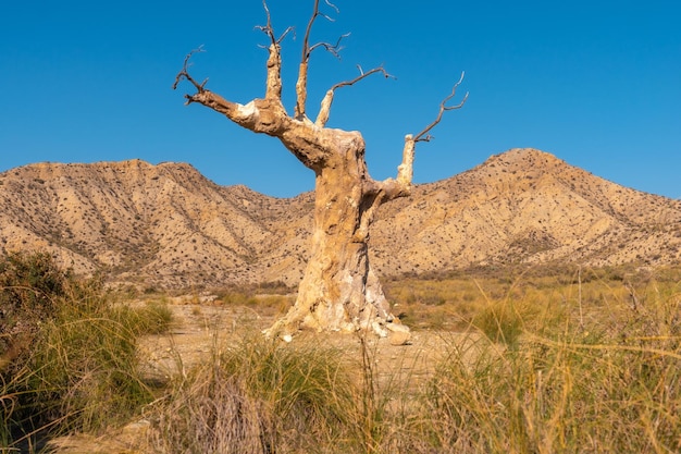タベルナス・アルメリアの砂漠が映画の舞台となった不幸の木