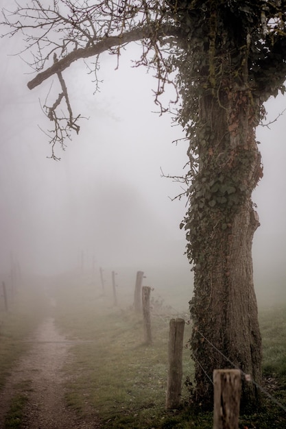 Foto albero su un paesaggio nebbioso