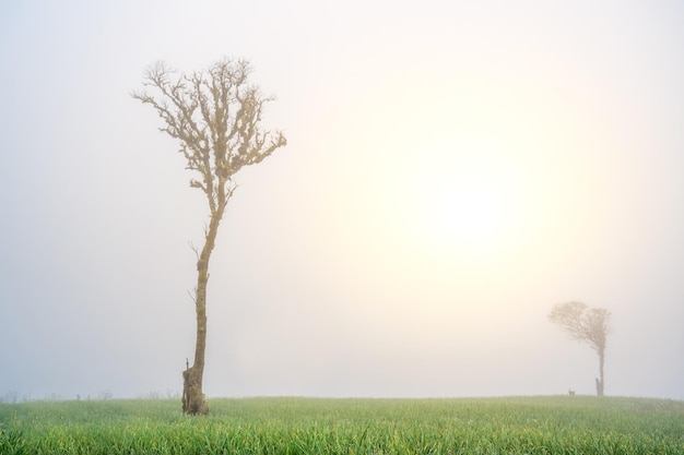 дерево туманным утром