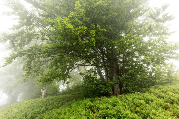 Albero nella nebbia mattutina circondato da cespugli di mirtilli