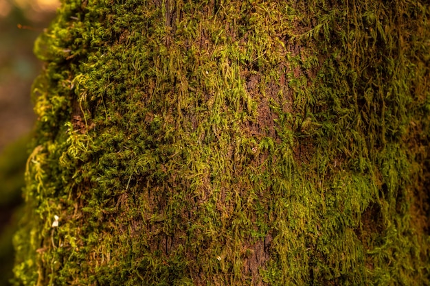 Foto tree moss il monteverde delle canarie nel parco naturale di garajonay sulla riserva della biosfera delle isole canarie di la gomera