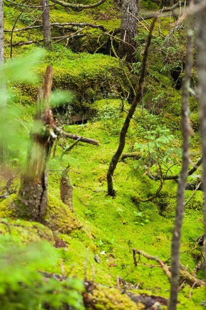 写真 野生の森の奥深くにある木のコケ