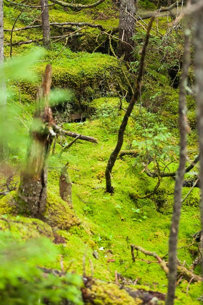 Foto tree moss nel profondo di una foresta selvaggia