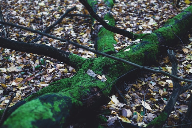 Tree in moss in the forest