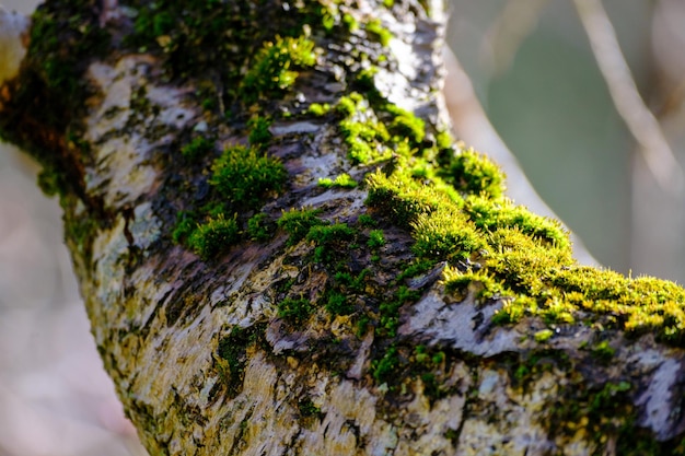 Foto alberi e muschi