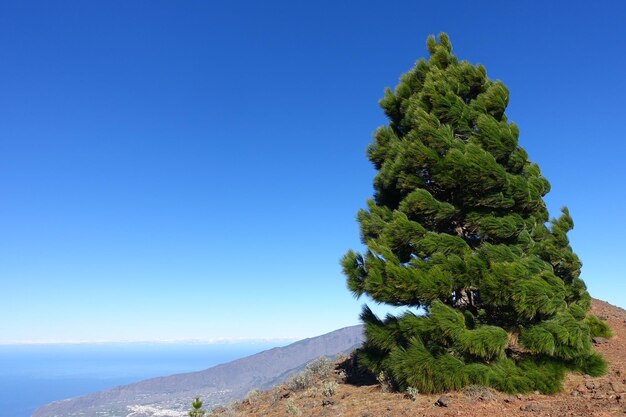 Foto albero sulla montagna contro un cielo blu limpido