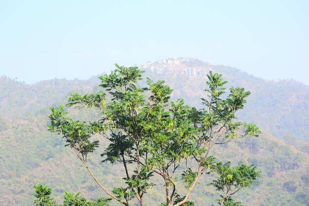 Tree on mountain against sky