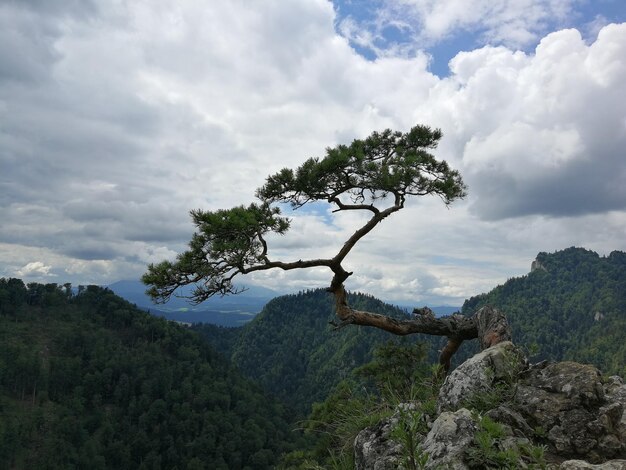 Photo tree on mountain against sky