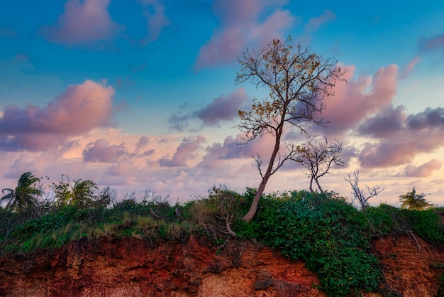 Foto albero sulla montagna con una bella nuvola al tramonto