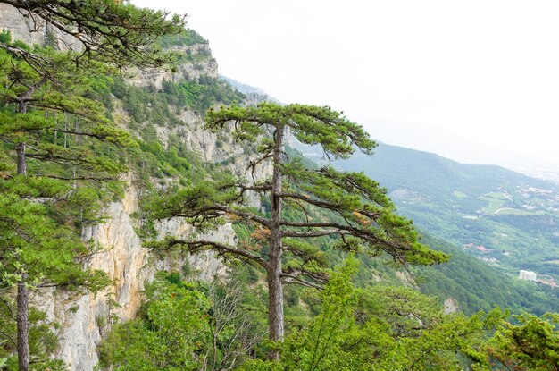 A tree in the mountains with the name selva.