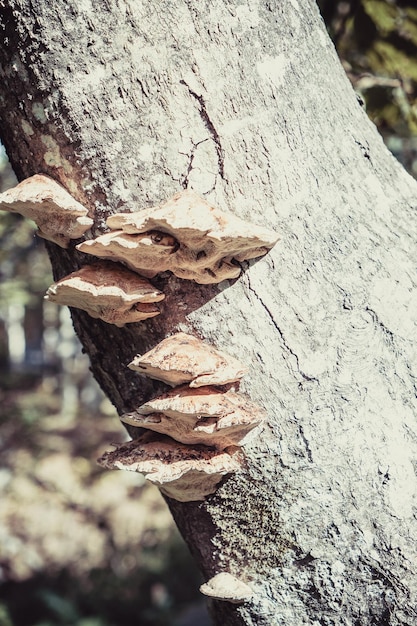 Tree mushrooms