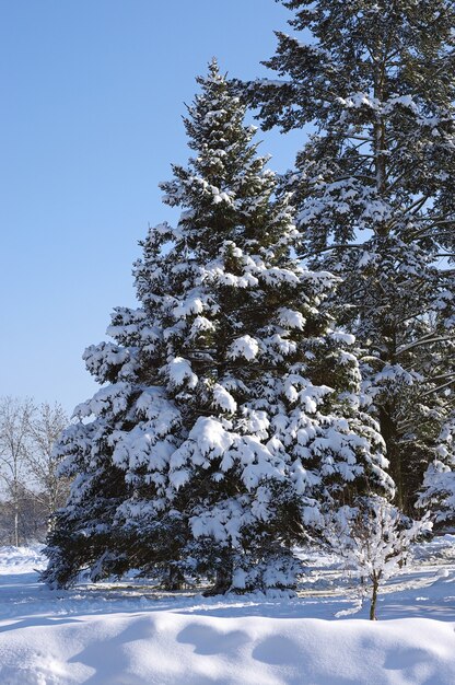 晴れた日の雪の中の木