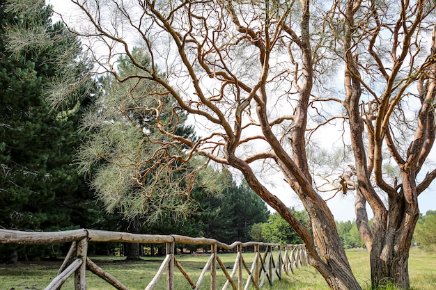 Photo tree nad border