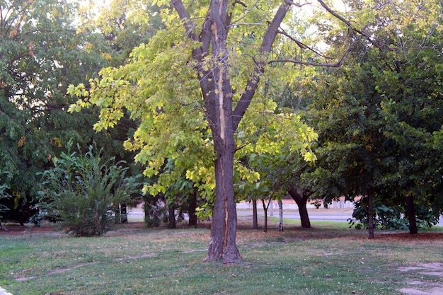 Tree in nature.