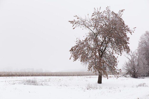 Photo a tree near the field in a snowy winter