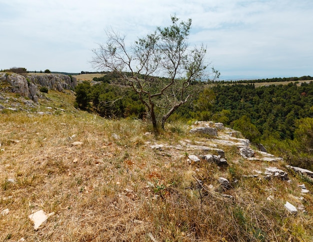 Foto albero vicino al burrone