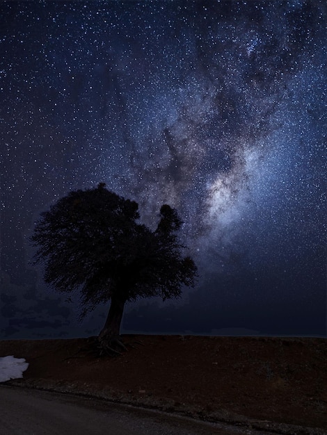 A tree in the night sky with the milky way in the background.