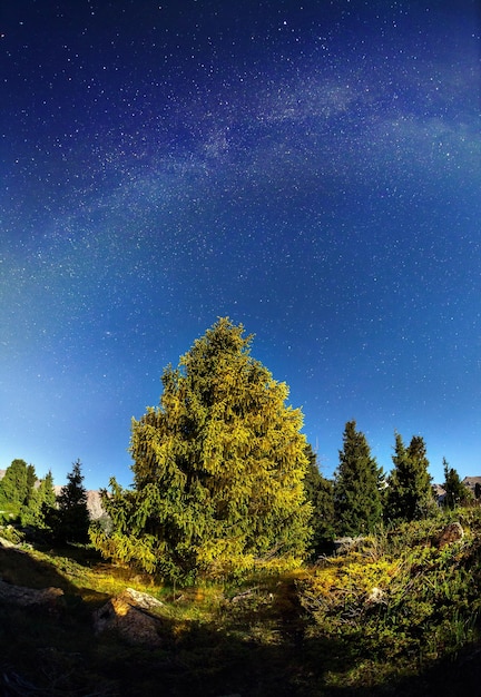 Tree at night sky