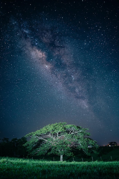 Foto l'albero nel cielo notturno