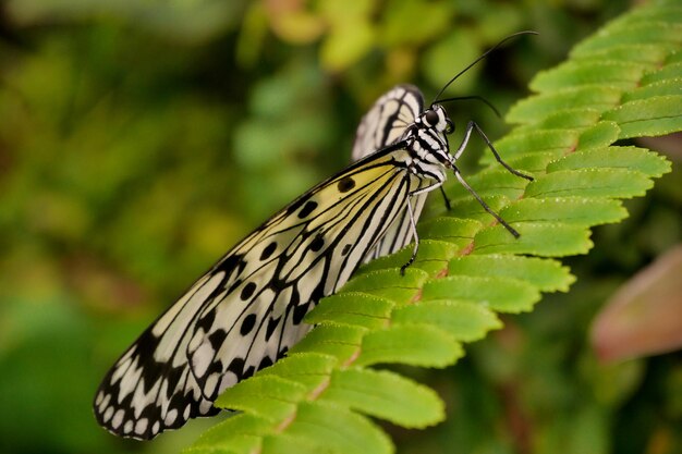 Photo a tree nymph butterfly on a fern leaf