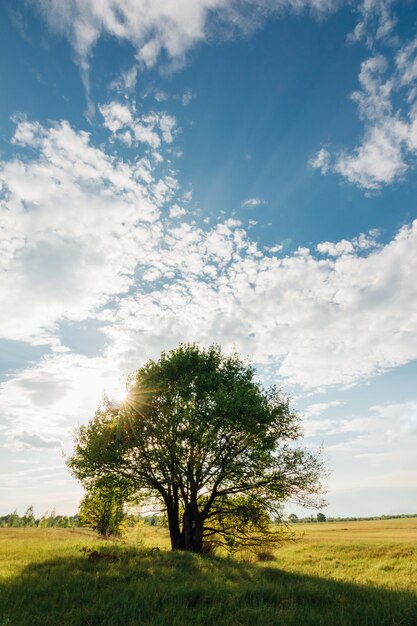 Tree of the oak tree with sun blue sky with clouds