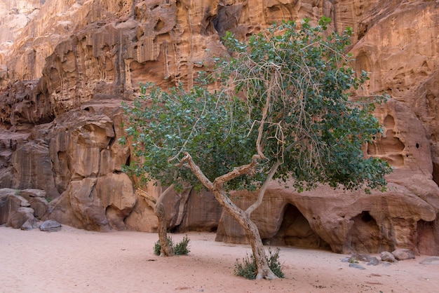 Foto albero in oasi nel deserto di wadi rum, in giordania.