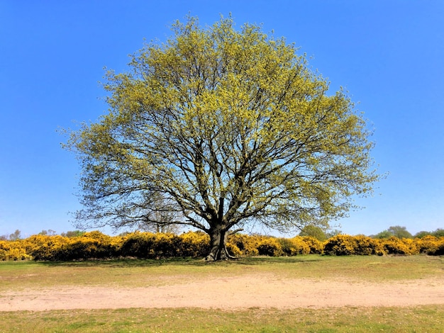 写真 澄んだ青い空に照らされた畑の木