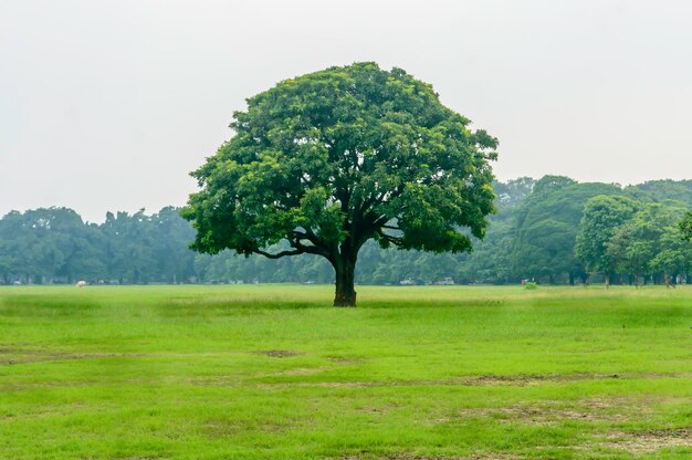 写真 明るい空に照らされた畑の木